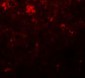 NANOG Antibody